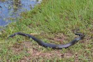 our local black racer